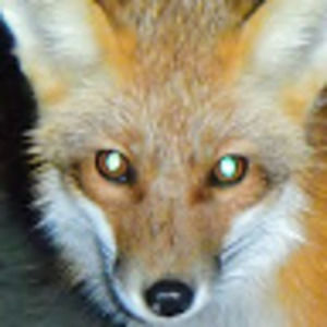 Meet your Posher, Peter